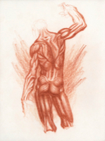 Anatomical Study, Torso 1